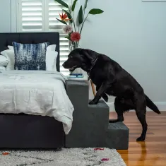 Pet Stairs 4 Small Steps