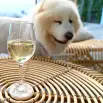 Unbreakable Wine Drinkware 315ml - Set of 4