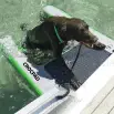 Inflatable Dog Ramp Medium