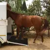Equine Rubber Floor Matting 8.00mm