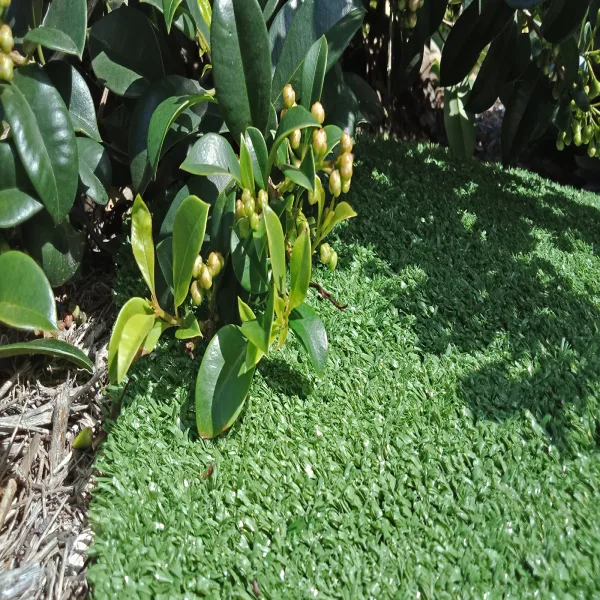 Whitfield Artificial Grass 8mm Pile